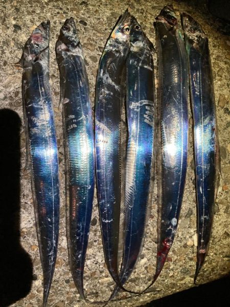 太刀魚6匹