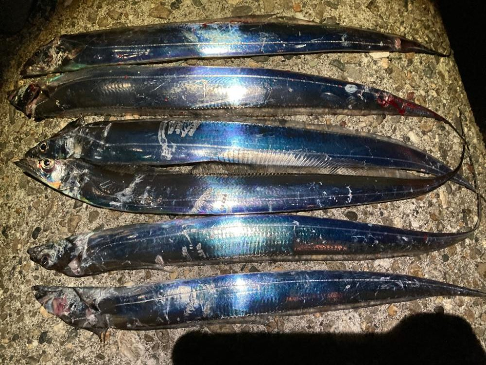 太刀魚6匹
