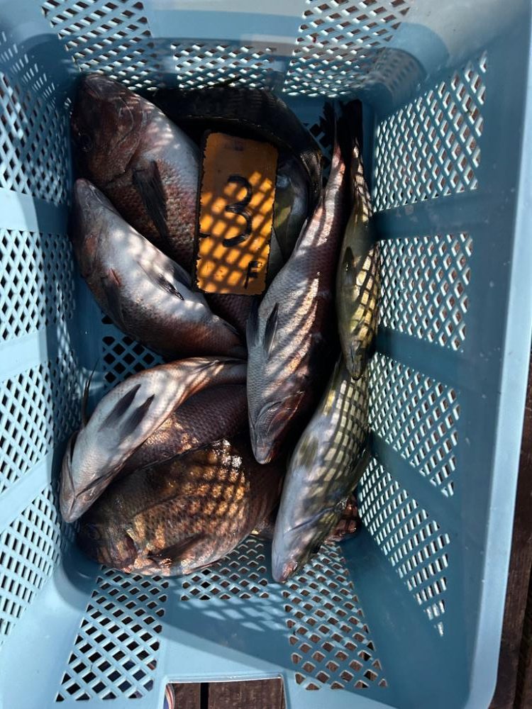 フィッシングレインボー 第二部