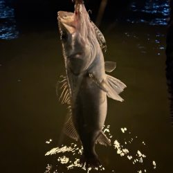 シーバスゲーム