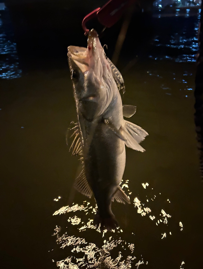 シーバスゲーム