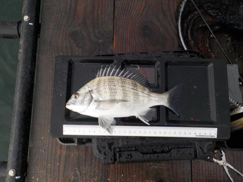 筏かかり釣り第2 戦〜たかし丸〜