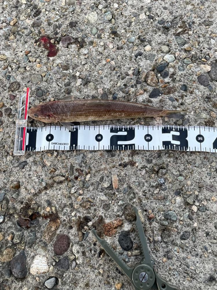 アジングでサゴシ