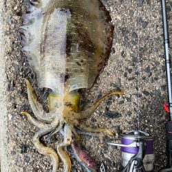 今秋最大きたよー！