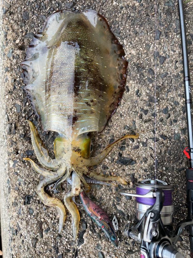 今秋最大きたよー！