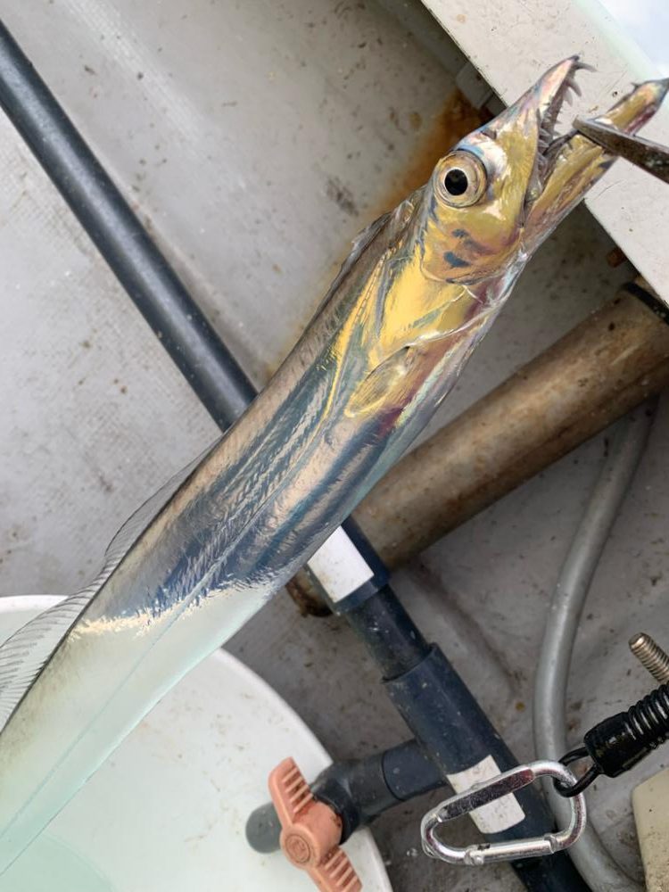 タチウオジギングは厳しかった。