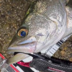 【リバーシーバス】