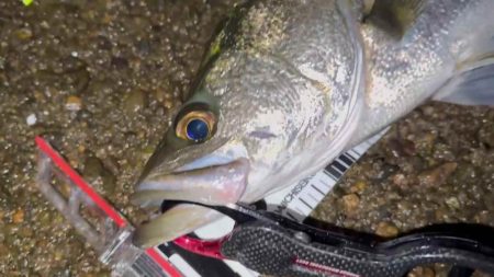 【リバーシーバス】