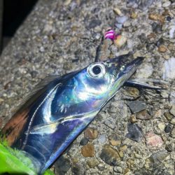 二見タチウオ｜激渋ながら粘りで何とか！