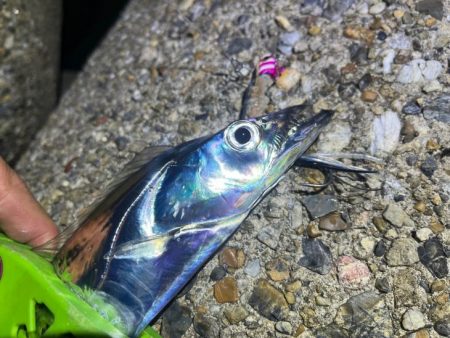 二見タチウオ｜激渋ながら粘りで何とか！