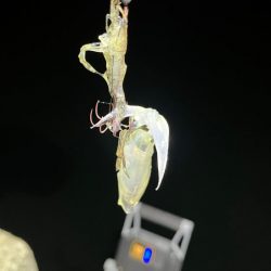 姫路でヒイカ釣り｜またまた激渋で撃沈！