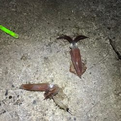 ヒイカ爆釣！の情報で行ってみたが渋い日に当たったみたい・・・