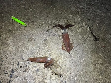 ヒイカ爆釣！の情報で行ってみたが渋い日に当たったみたい・・・