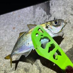 姫路離島でアジング・エギング・ショアジギングで撃沈!!