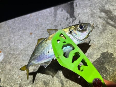 姫路離島でアジング・エギング・ショアジギングで撃沈!!