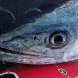 霧混じる陸からの冷たい追い風の晩秋