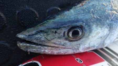 霧混じる陸からの冷たい追い風の晩秋