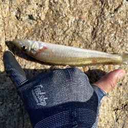 今日もキス釣り!上げ7分で良型ヒット