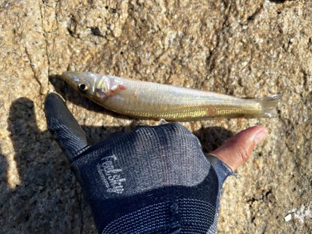 今日もキス釣り!上げ7分で良型ヒット