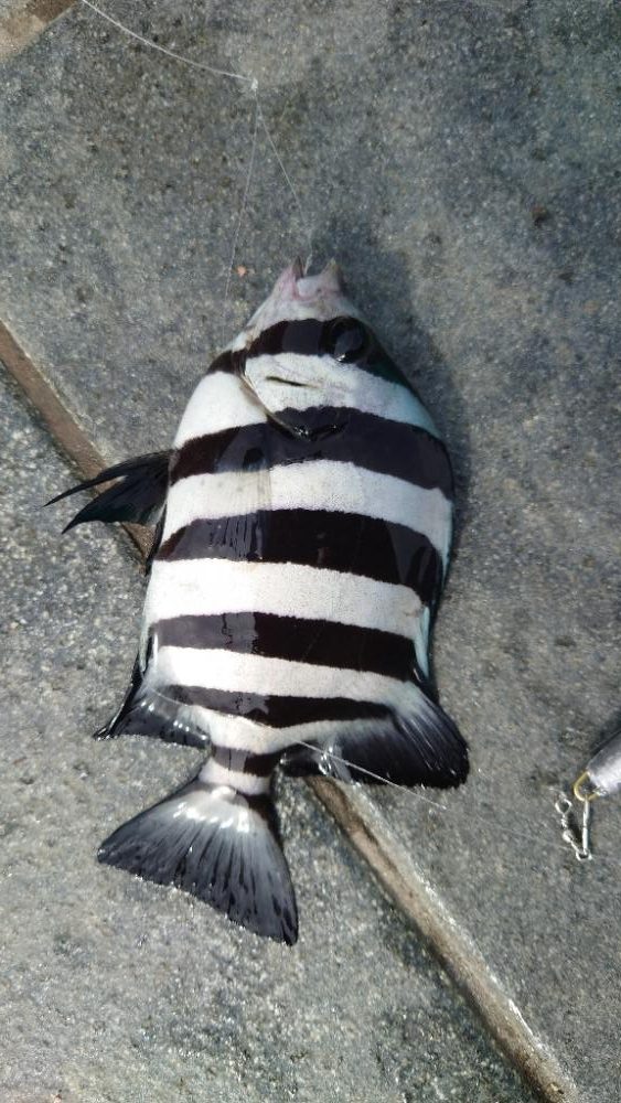 和歌山でのカワハギ釣り