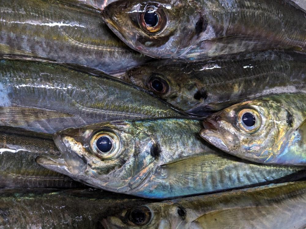 久しぶりのアジ