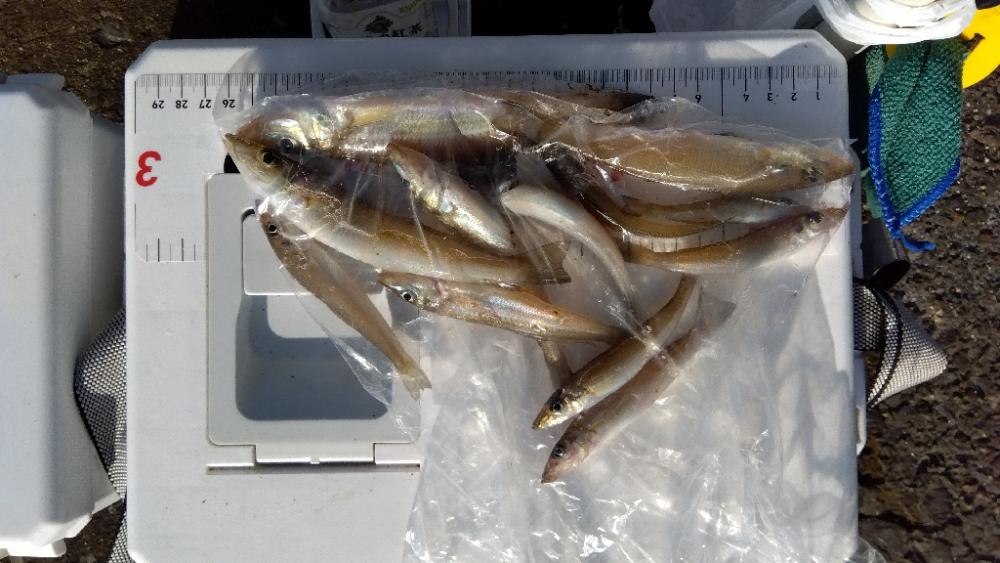 苅屋海岸のキス釣り