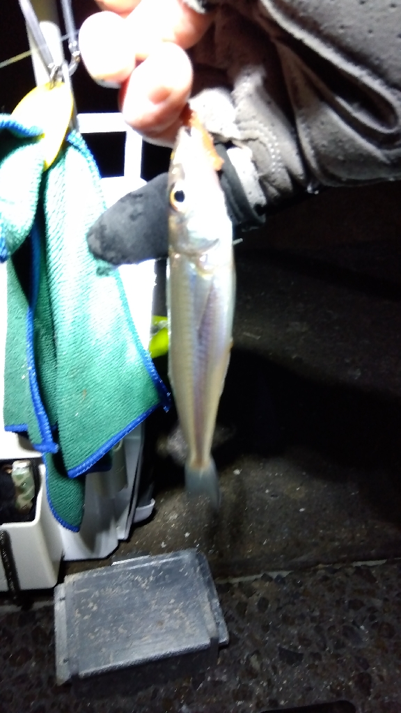 苅屋海岸のキス釣り