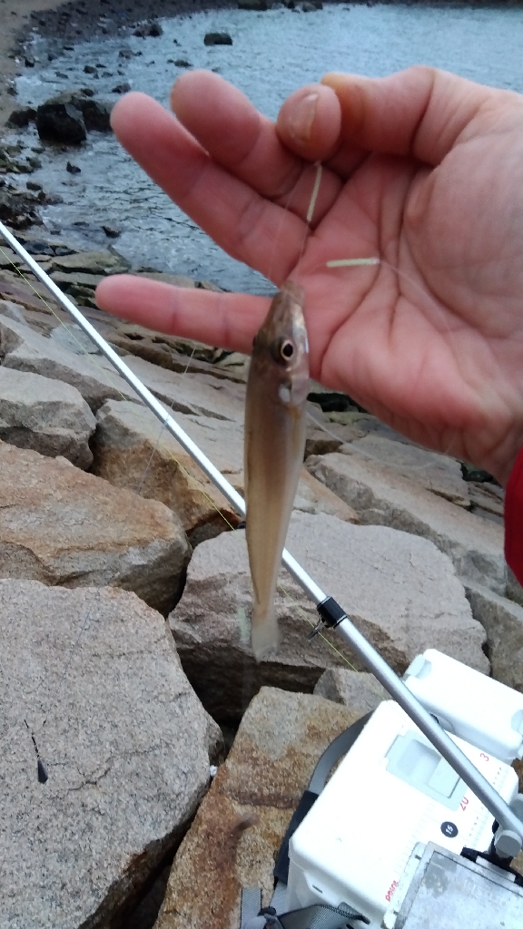 室津のキス釣り