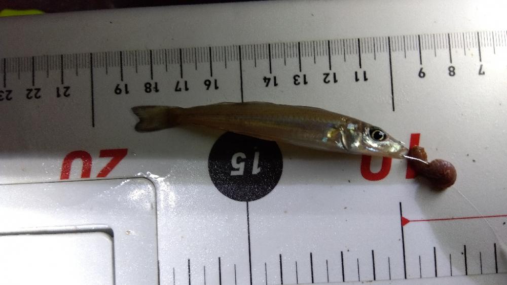 苅屋海岸の投げ釣り