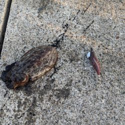 エギングとアジング