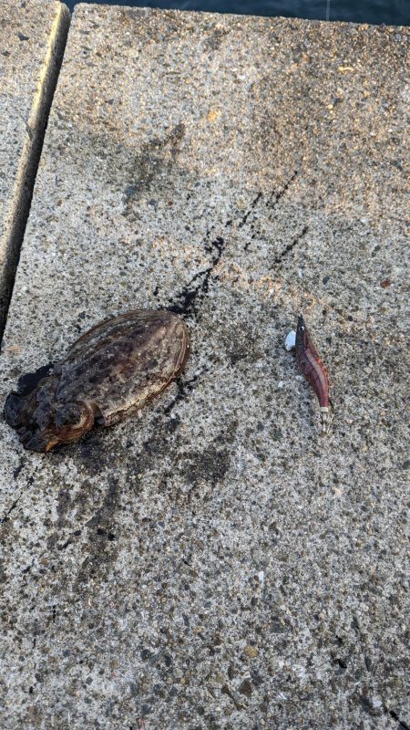 エギングとアジング