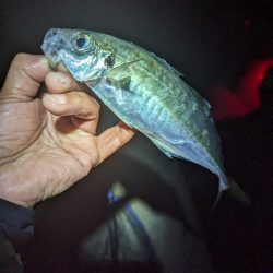 陸っぱり釣行記