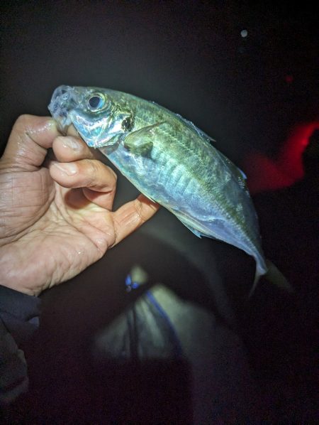 陸っぱり釣行記