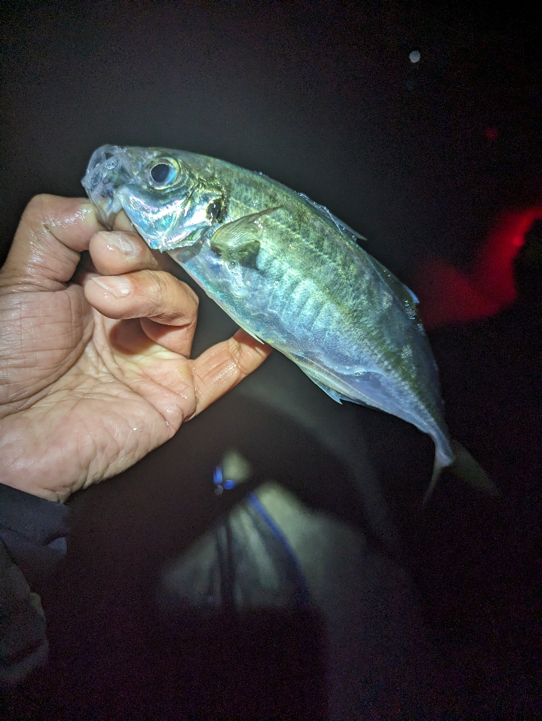 陸っぱり釣行記