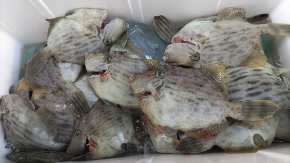 尺ハゲまであと一歩