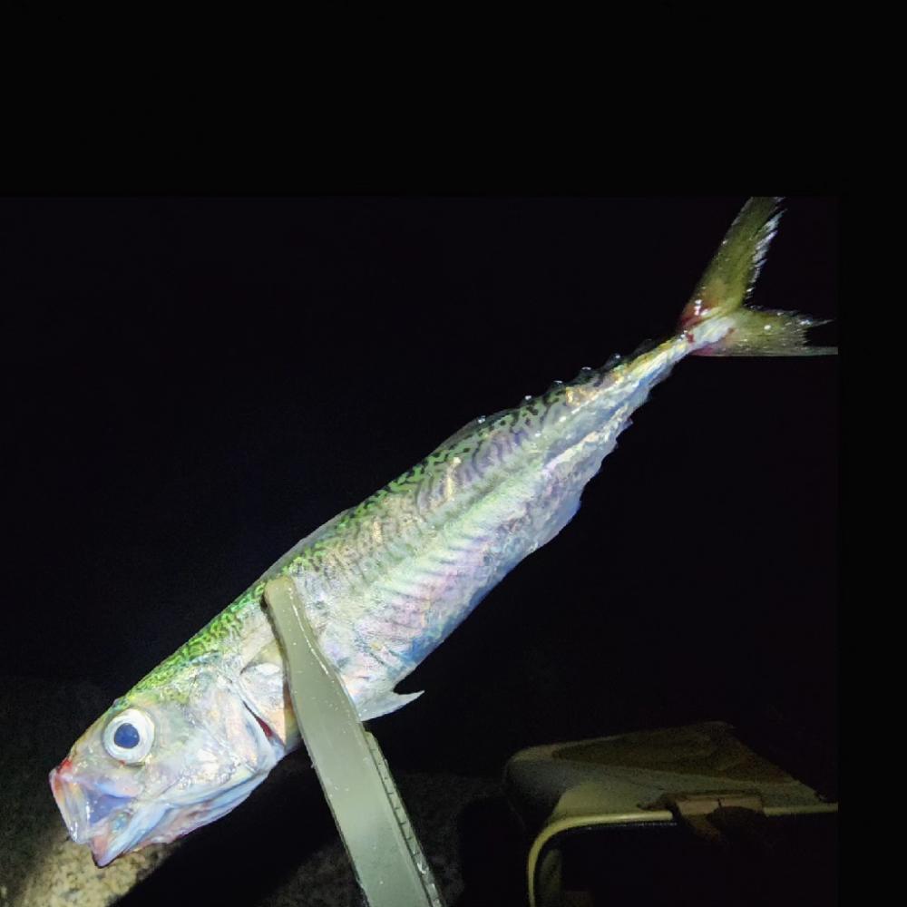 久々ライトゲーム