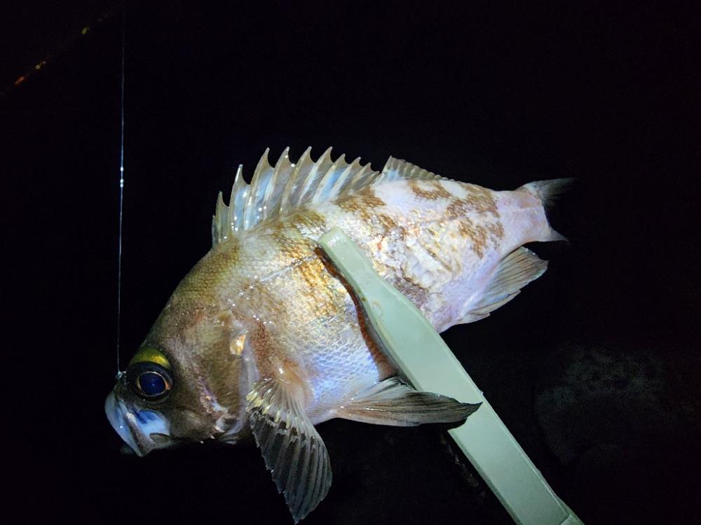 仕事終わりに🎣