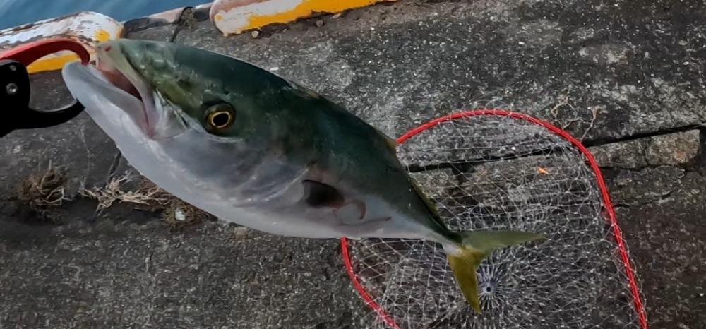 飲ませ4戦目🎣