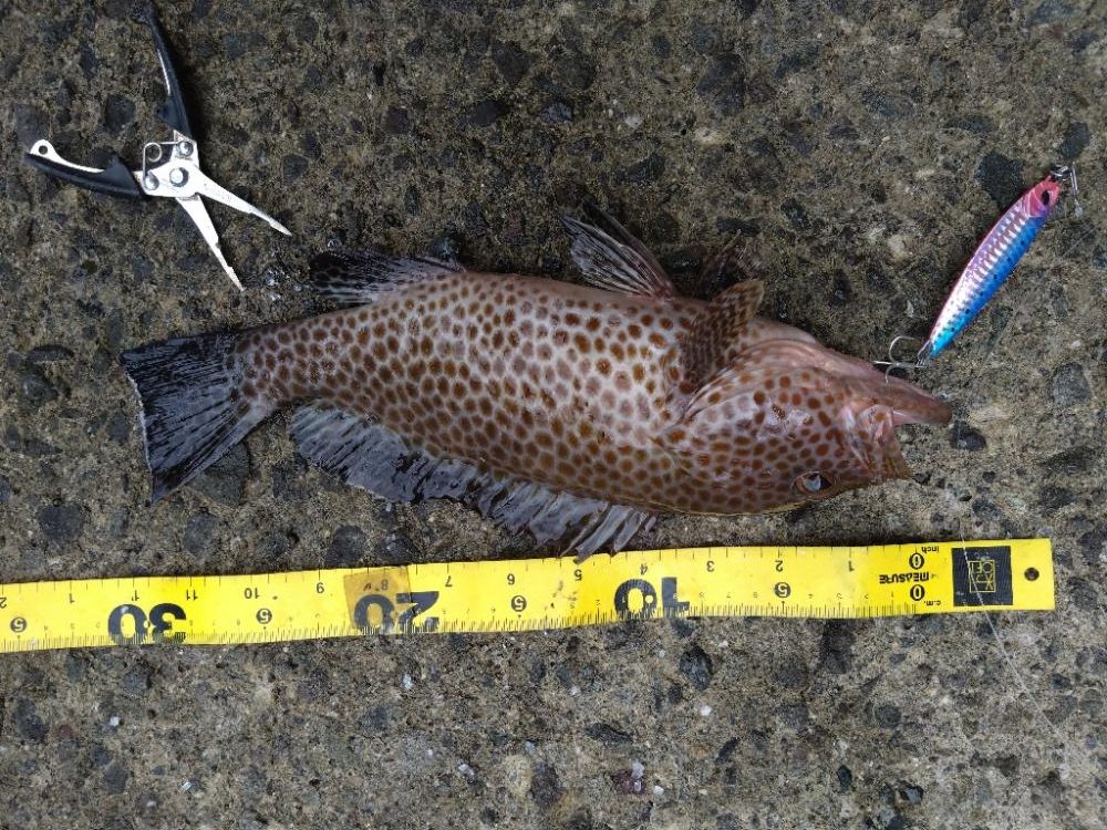 自己新のサワラ！