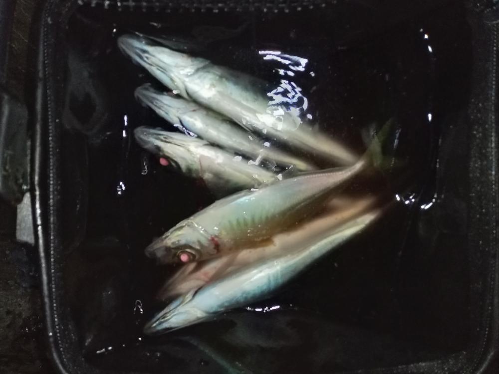 ナイトアジング