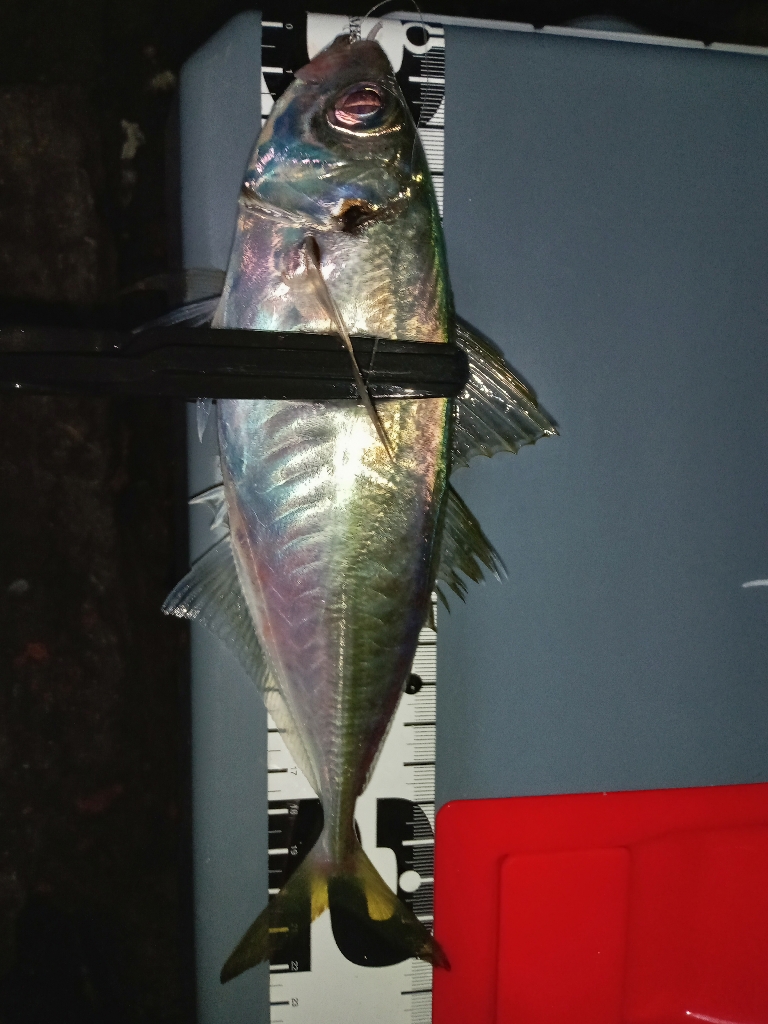 ナイトアジング