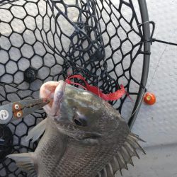 激渋の中での価値ある魚