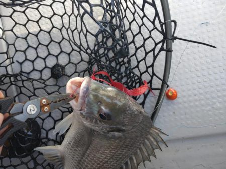 激渋の中での価値ある魚