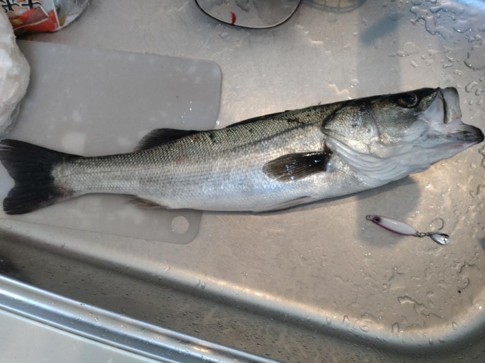 久しぶりのショアジギングでの釣果!!