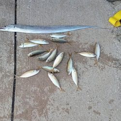 プチsalt water game