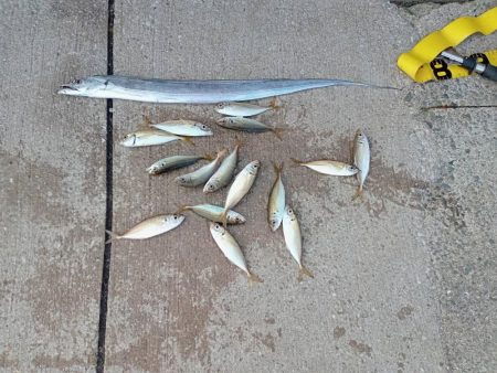 プチsalt water game