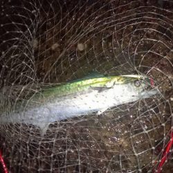 プチsalt water game