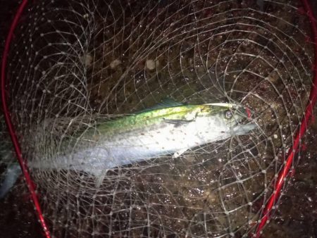 プチsalt water game