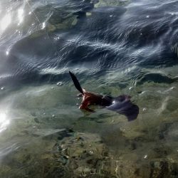 朝からエギングIN対馬