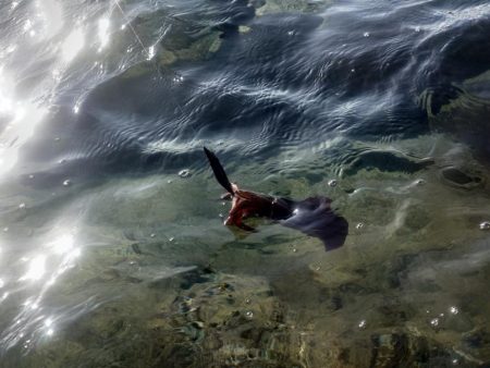 朝からエギングIN対馬